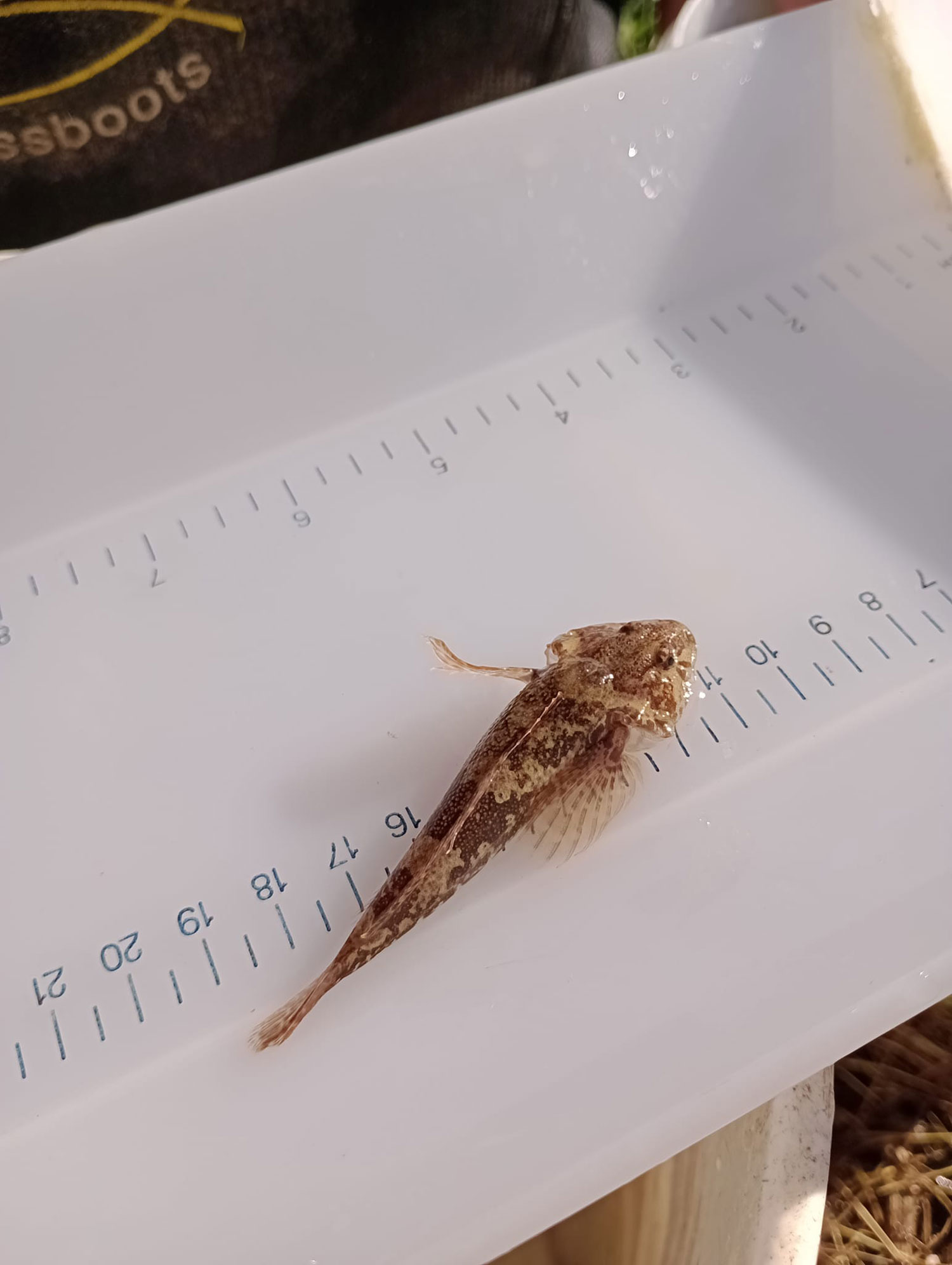 A Bullhead - A UK Priority Species and Indicator of Water Quality