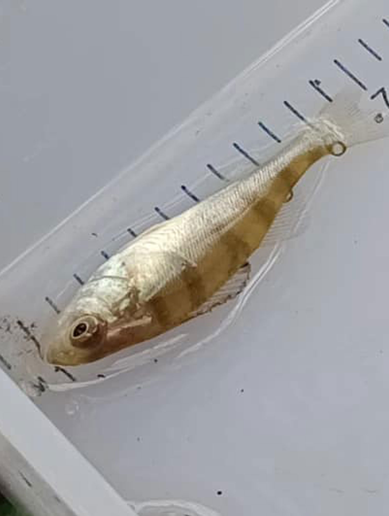A Juvenile Perch Caught on a Tiny East Yorkshire Chalk Stream