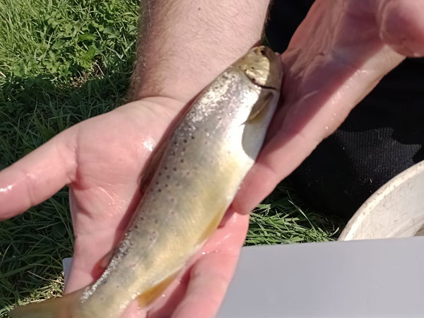Wild Brownie