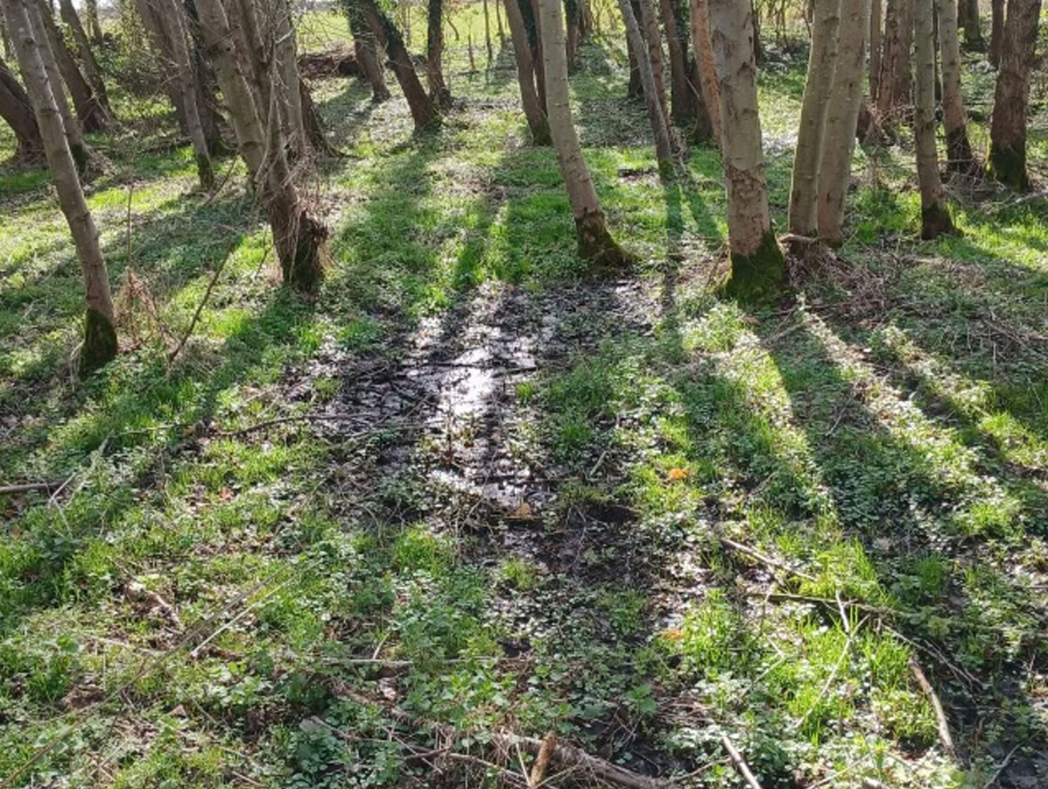 Before the Creation of One of Three Woodland Scrapes Near North Cave
